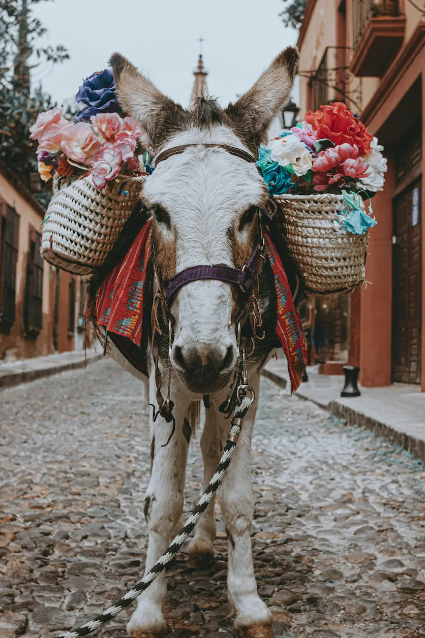 Donkey in traditional wedding garments in San Miguel